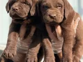 Safkan ırk garantili Labrador yavrularımız