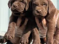 Safkan ırk garantili Labrador yavrularımız
