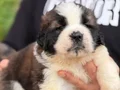 Safkan ırk garantili ST bernard yavrularımız