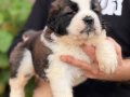Safkan ırk garantili ST bernard yavrularımız