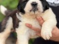 Safkan ırk garantili ST bernard yavrularımız