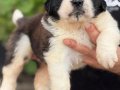 Safkan ırk garantili ST bernard yavrularımız