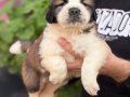 Safkan ırk garantili ST bernard yavrularımız