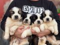 Safkan ırk garantili ST bernard yavrularımız