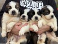 Safkan ırk garantili ST bernard yavrularımız