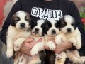 Safkan ırk garantili ST bernard yavrularımız