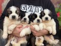 Safkan ırk garantili ST bernard yavrularımız