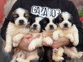 Safkan ırk garantili ST bernard yavrularımız