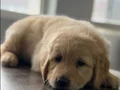 Safkan ırk garantili Golden Retriever yavrularımız