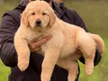 Safkan ırk garantili Golden Retriever yavrularımız