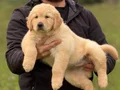 Safkan ırk garantili Golden Retriever yavrularımız