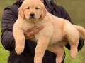 Safkan ırk garantili Golden Retriever yavrularımız