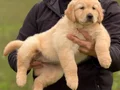 Safkan ırk garantili Golden Retriever yavrularımız