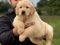Safkan ırk garantili Golden Retriever yavrularımız