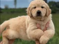 Safkan ırk garantili Golden Retriever yavrularımız