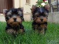IRK GARANTİLİ YORKSHİRE TERRİER YAVRULARI PUPPY PET EVİNDE..