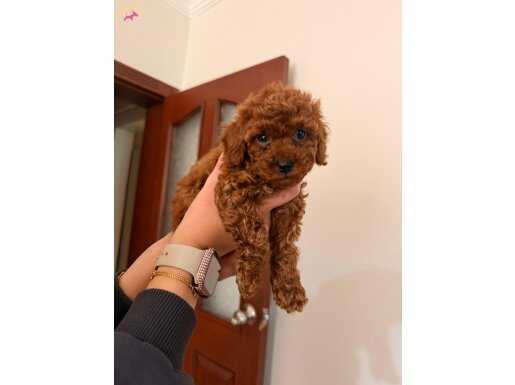 TOY POODLE YAVRULAR MİKRO ÇİPLİ 