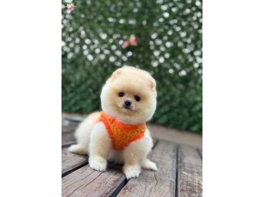Mini Pomeranian Yavruları ( KAR TOPLARI )