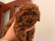 TOY POODLE YAVRULAR MİKRO ÇİPLİ 