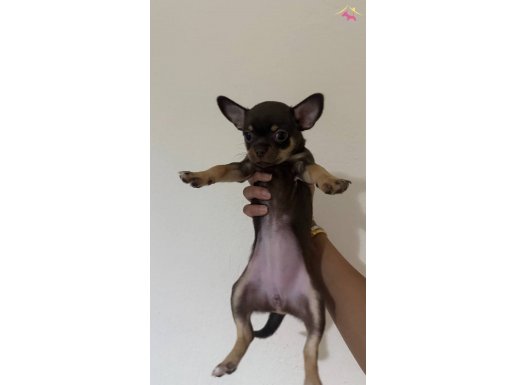 Son  2 adet teacup şivava 