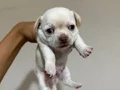 Son 2 Orjinal Teacup Şivava