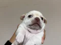 Son 2 Orjinal Teacup Şivava