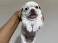 Son 2 Orjinal Teacup Şivava
