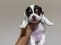 Son 2 Orjinal Teacup Şivava