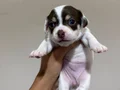 Son 2 Orjinal Teacup Şivava