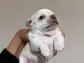Son 2 Orjinal Teacup Şivava