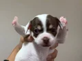 Son 2 Orjinal Teacup Şivava
