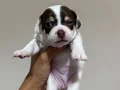 Son 2 Orjinal Teacup Şivava