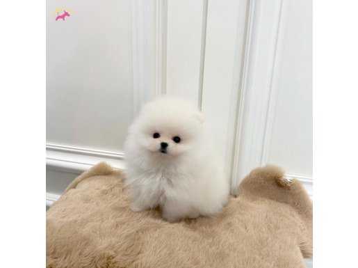 Pomeranian ırkının en özel renk yapılarından Beyaz Bebek