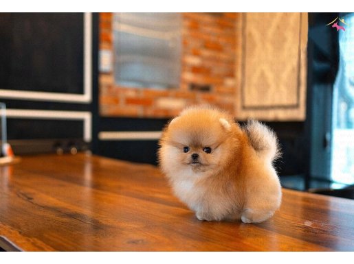 Teddy Bear-Boo pomeranian bebeklerimiz 