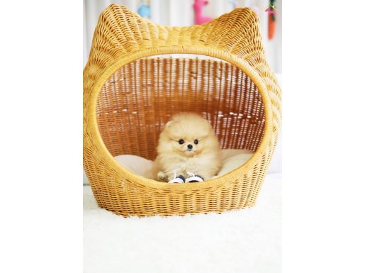 Boo bebekler -Pomeranian yavrularımız