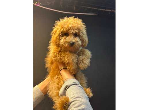 2.5 kg kızıl poodle toy boyut eğitimli 