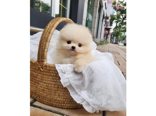 Excatly Teddy Bear Pomeranian Garantili Sözlesmeli 