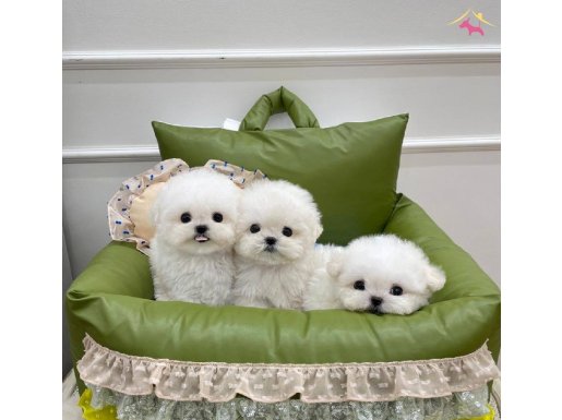 Teddy Bear Maltese bebeklerimiz-Elit Puppy