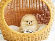 Boo bebekler -Pomeranian yavrularımız