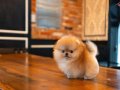 Teddy Bear-Boo pomeranian bebeklerimiz 