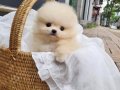 Excatly Teddy Bear Pomeranian Garantili Sözlesmeli 