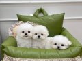 Teddy Bear Maltese bebeklerimiz-Elit Puppy