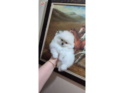 Küçük prenses orijinal ırk pomeranian boo 