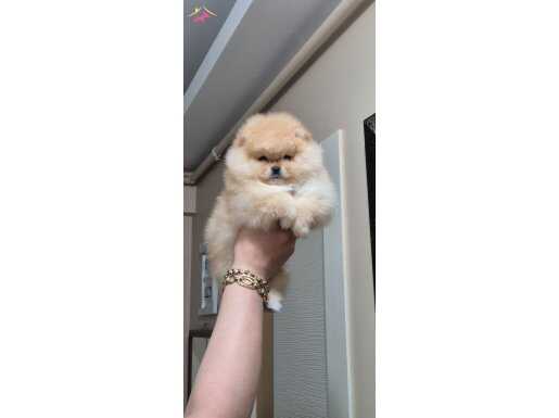 Üst kalite orijinal ırk ayı surat DİŞİ pomeranian boo 