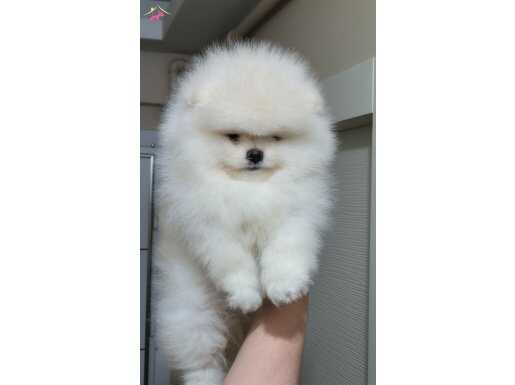 Üst kalite ayı surat pomeranian BOO 