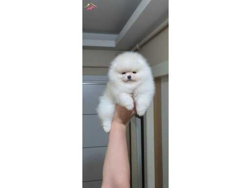 Üst kalite Ayı surat pomeranian boo DİŞİ 