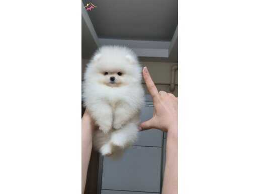 Üst kalite kar beyaz Pomeranian BOO 