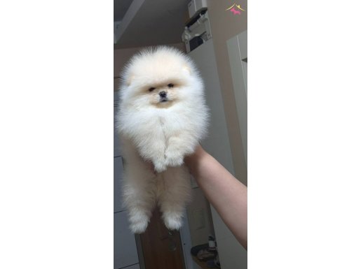 Ayı surat pomeranian boo DİŞİ 