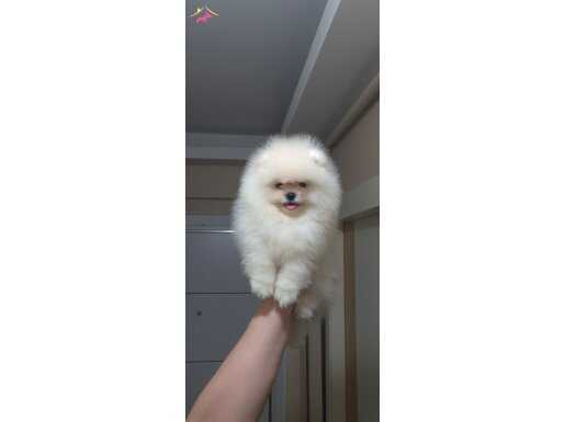 Gülen yüz pomeranian boo erkek