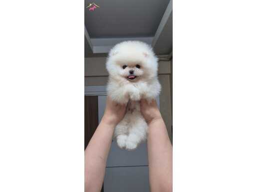 Üst kalite gülen yüz pomeranian boo DİŞİ 